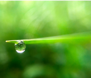close up image of a water droplet on a green leaf
